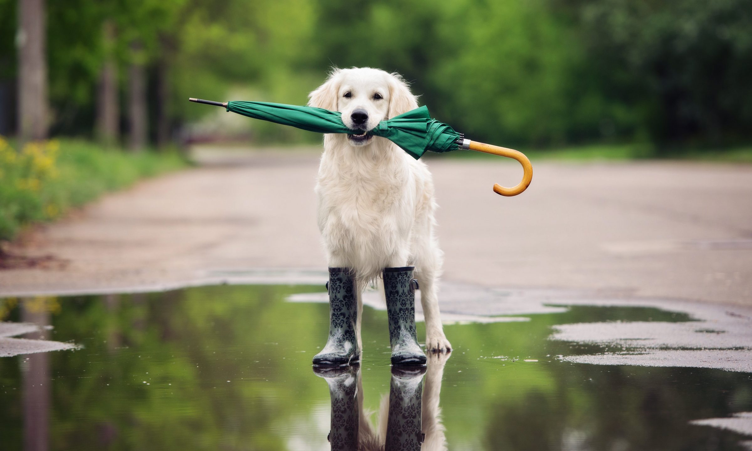 Classic Lodges expands its dog friendly service