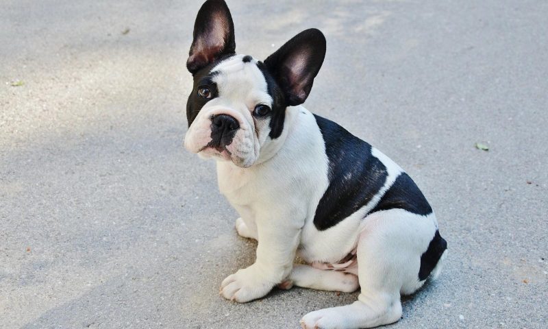 Pug popularity leads to 130% more surgeries, vets claim