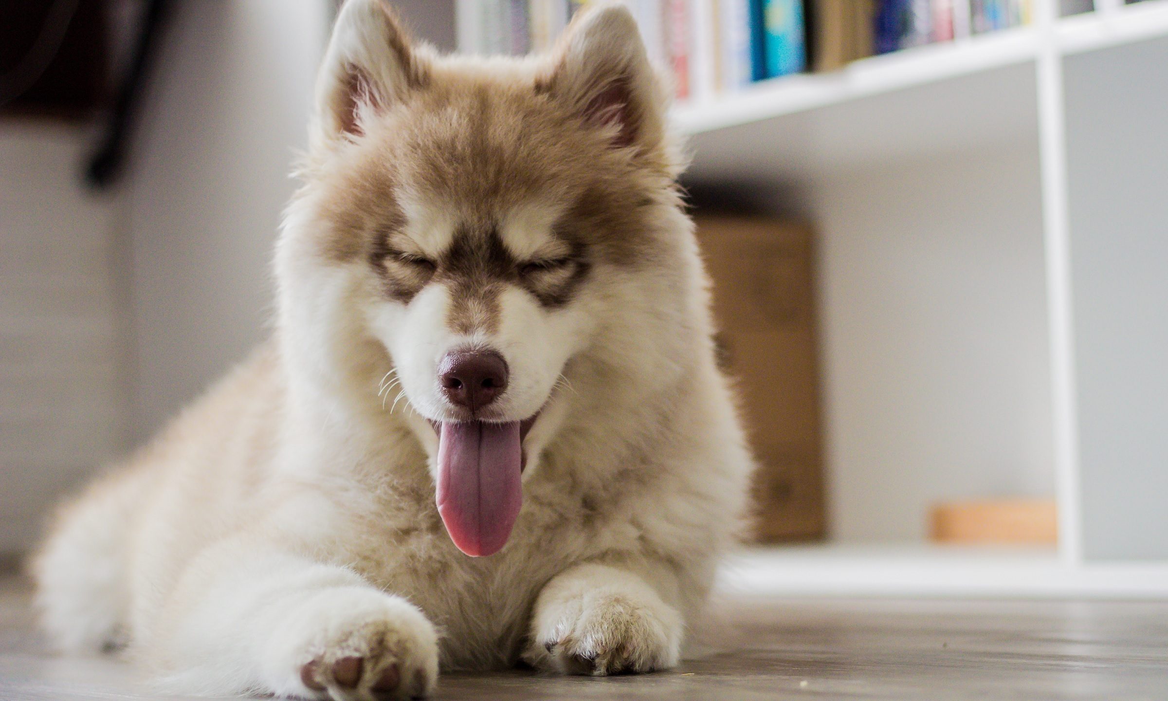 The evolution of dog food