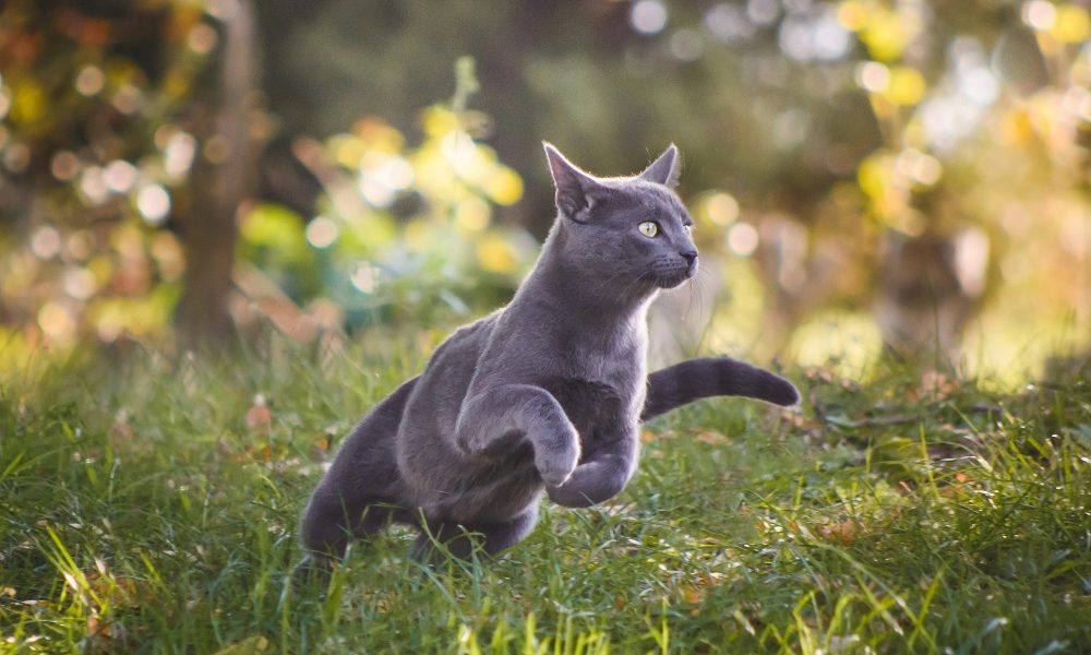 IAMS donates five million meals to homeless pets