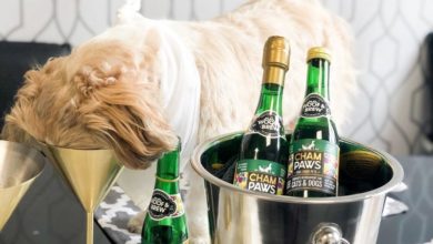 Woof&Brew launches new ‘Cham:Paws’ dog champagne
