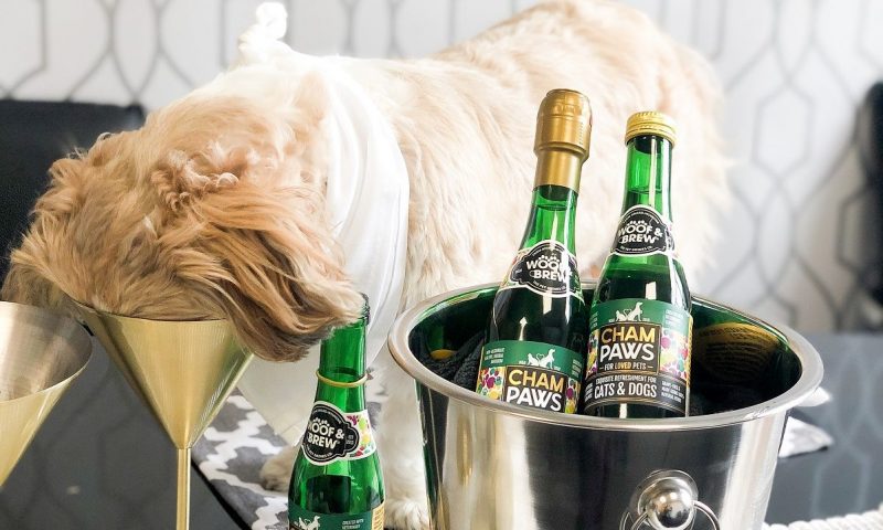 Woof&Brew launches new ‘Cham:Paws’ dog champagne