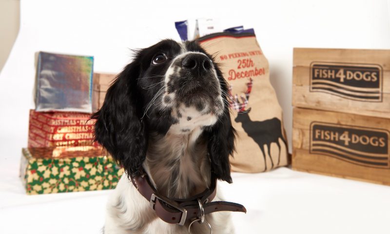 Fish4dogs reveals new 2019 advent calendar