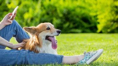 Petplan teams up with TiksPac to fight dog fouling