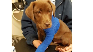 Manuka Honey helps to save injured puppy