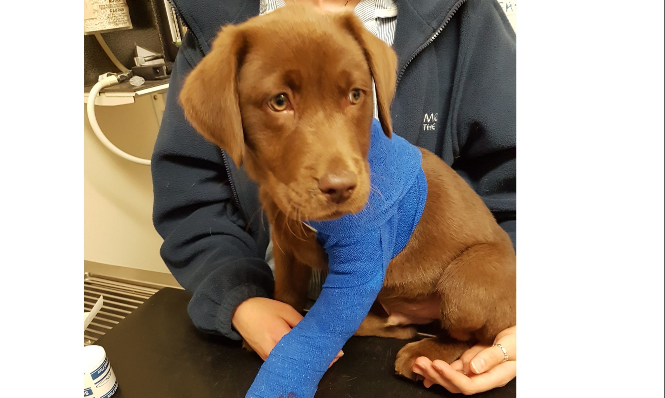 Manuka Honey helps to save injured puppy