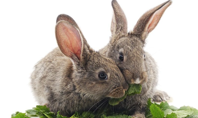 ‘Largest ever’ response to Rabbit Awareness Week helps boost vaccinations