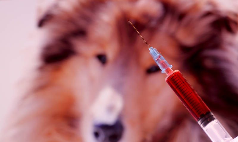 Vets and charity search for dog donation ‘heroes’