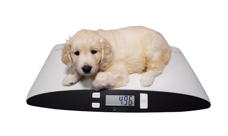 New national survey launched to counter pet obesity