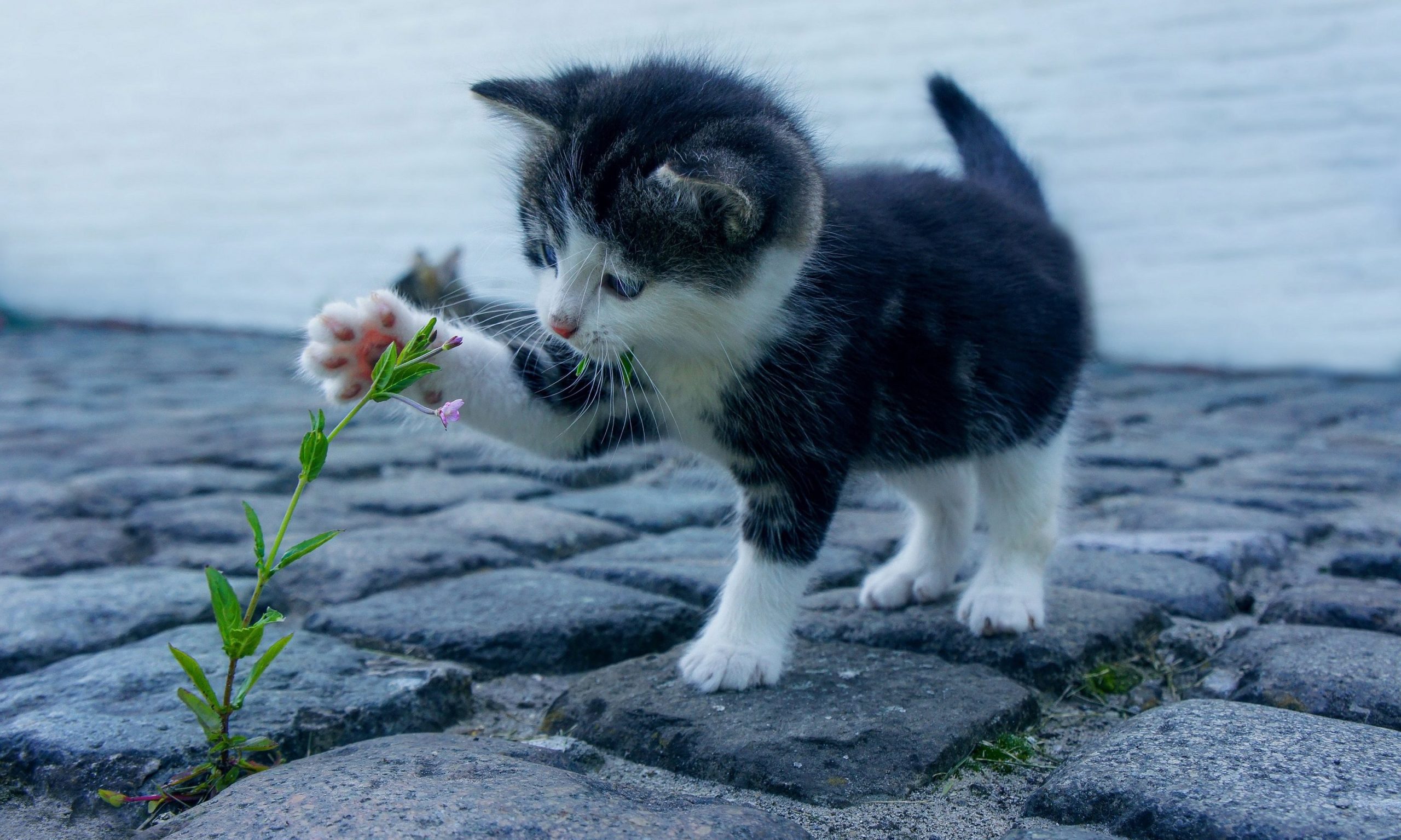The rise of cat popularity; is the dog market losing its trend?