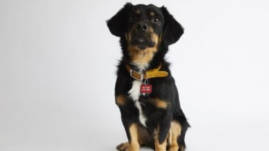 Paws.com launches the Chow Down Challenge