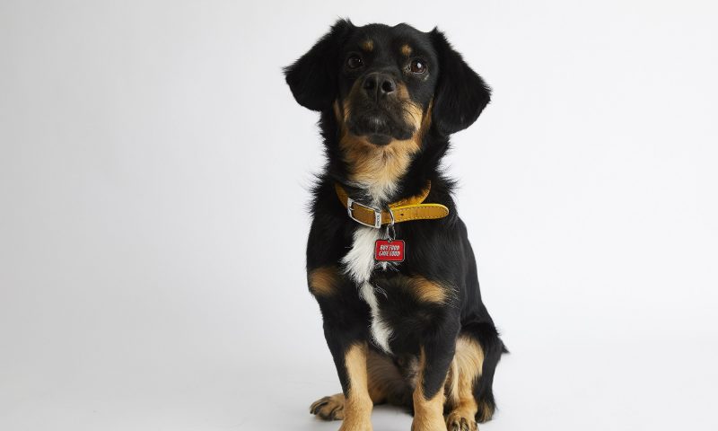 Paws.com launches the Chow Down Challenge