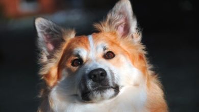 Cannabis oil can ‘improve’ lives of dogs with epilepsy, study finds
