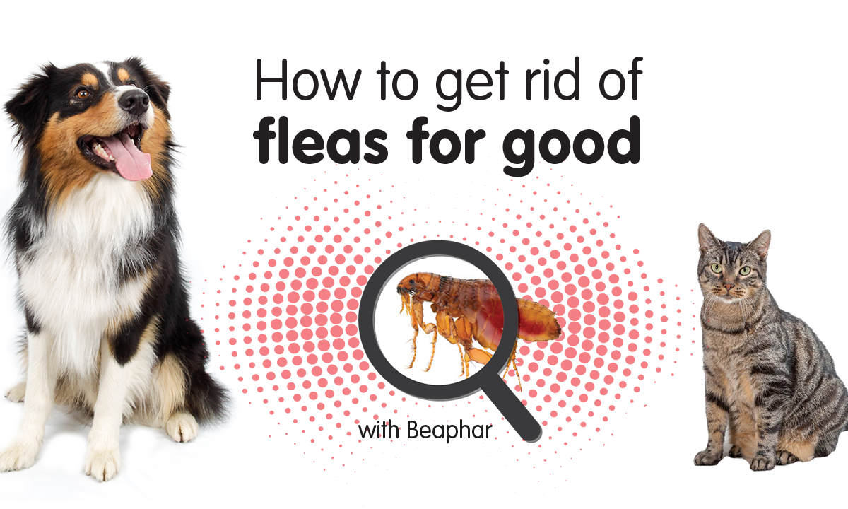 Beaphar launches new ‘how to’ video to ‘help’ pet owners