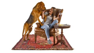 Webbox Natural launches Pets are Welcome website
