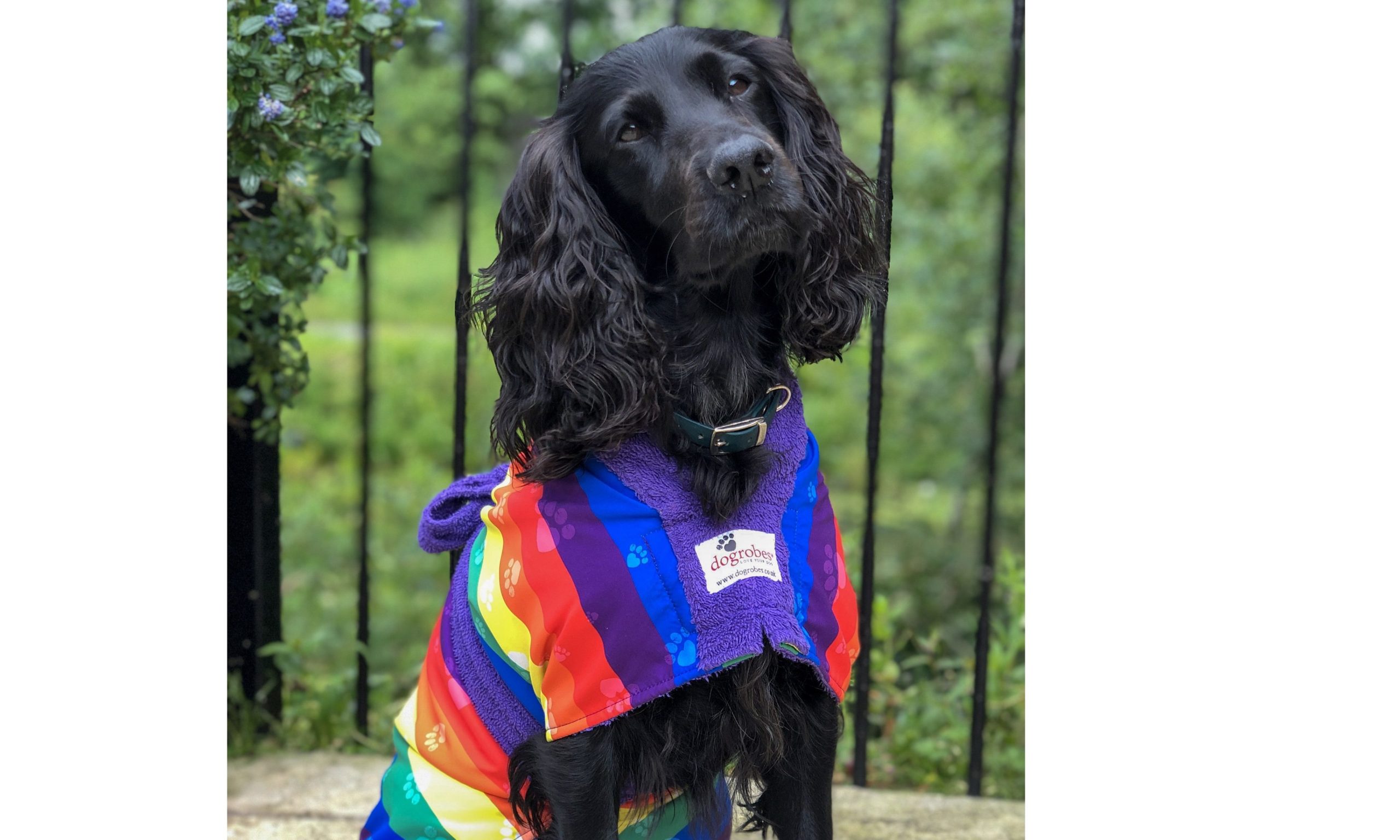 Dogrobes launches new rainbow dog drying coat