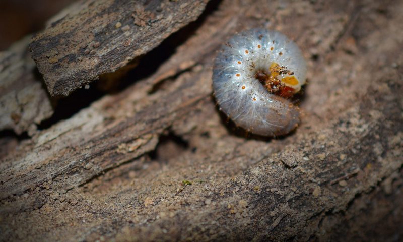 How dog food made from insects protects the environment