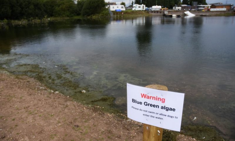 Rise in toxic blue green algae cases prompts vet warning
