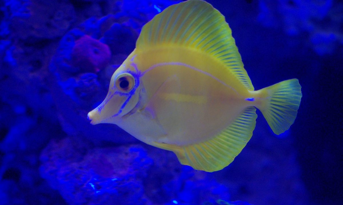 OATA CEO becomes advisor to freshwater fish charity