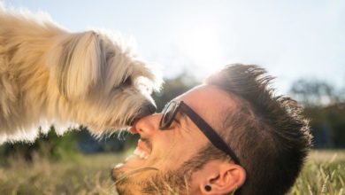 One in five UK pet owners move to keep their pets happy, study finds