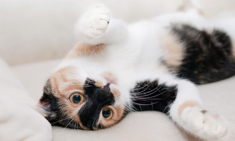 Least pet-friendly London boroughs for renters revealed