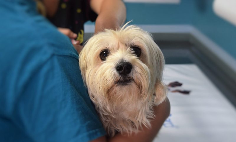 BVA addresses no-deal concerns over supply of veterinary medicines