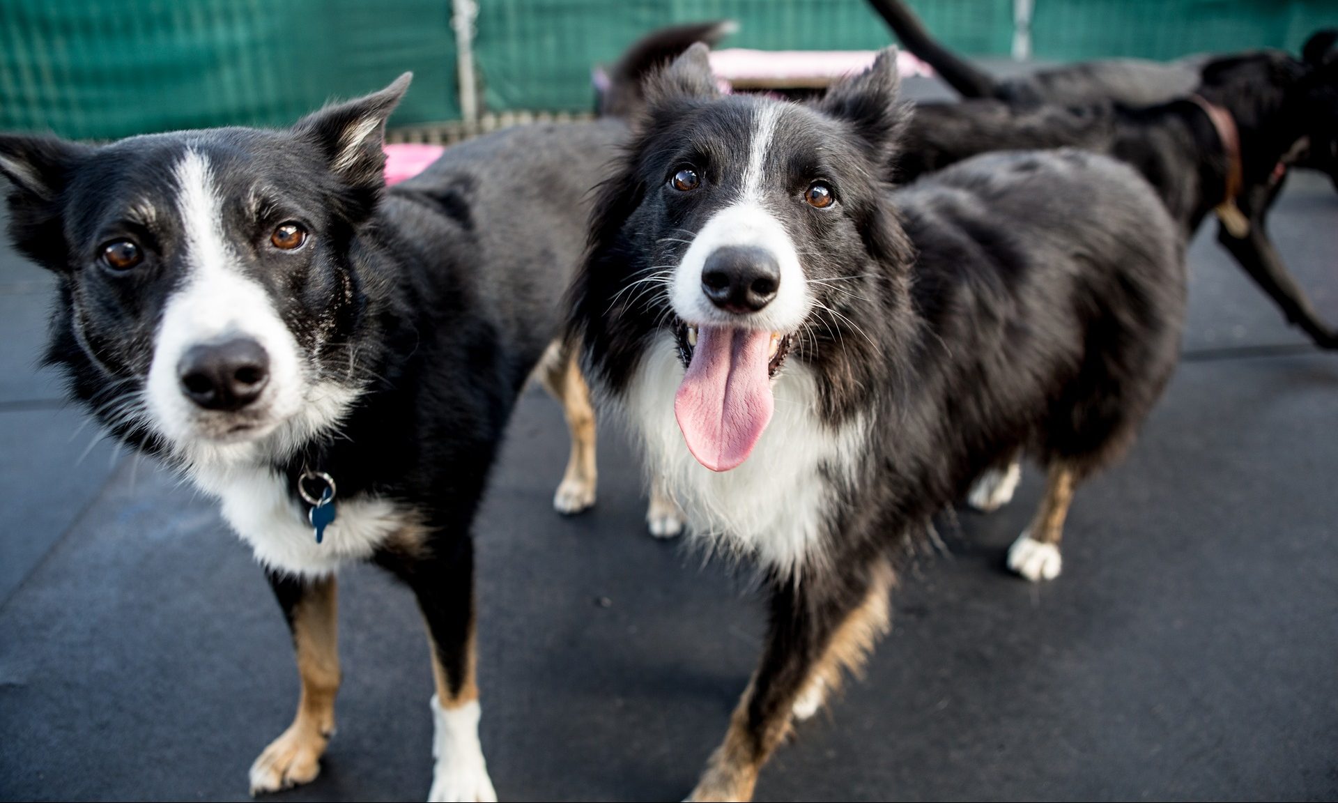 Top five tips to funding your first dog day care or pet business