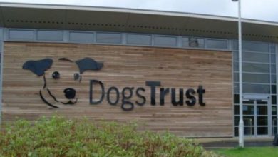 Dogs Trust Dog School celebrates six months since opening