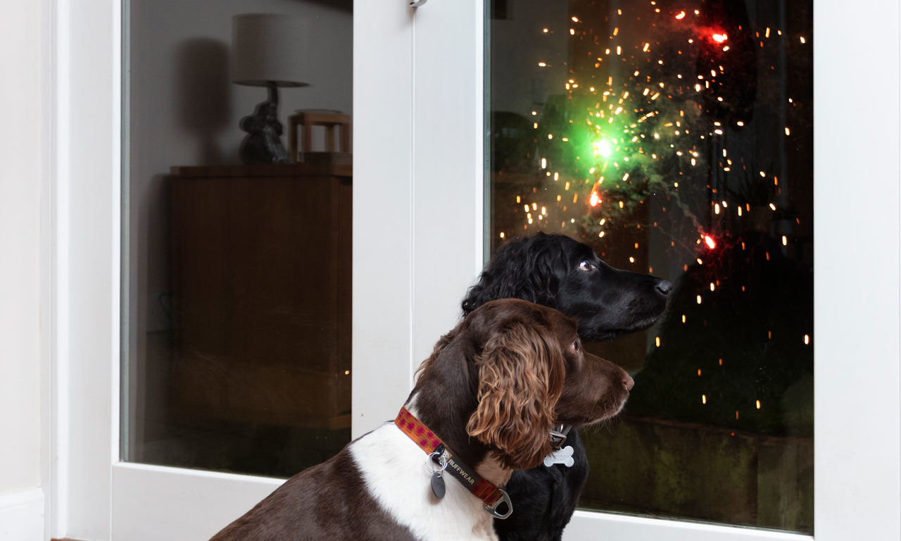 RSPCA launches #BangOutOfOrder campaign