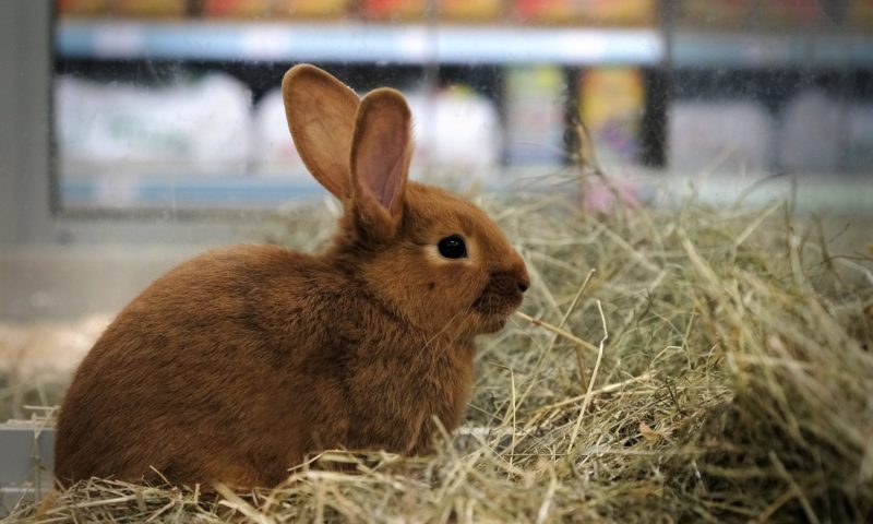 Just for Pets returns to profitability