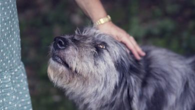 Owning a dog linked to a longer life, study suggests