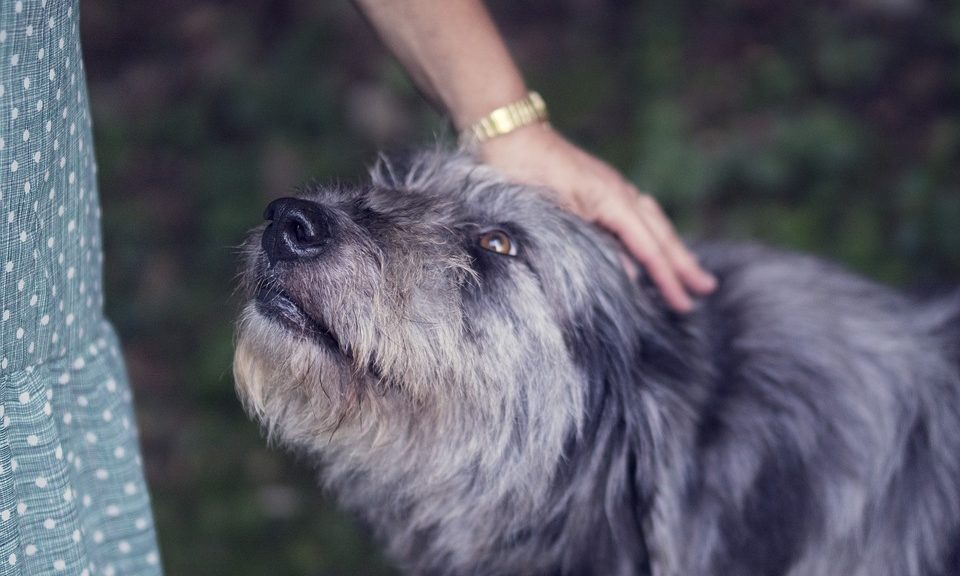 Owning a dog linked to a longer life, study suggests