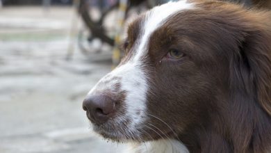 Kennel Club warns dog owners to keep microchips updated