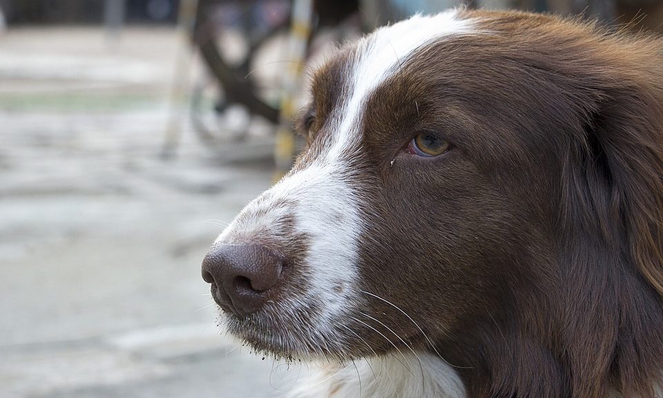 Kennel Club warns dog owners to keep microchips updated