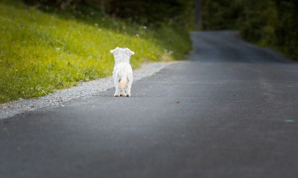 Dog ownership helped buffer psychological impact of pandemic