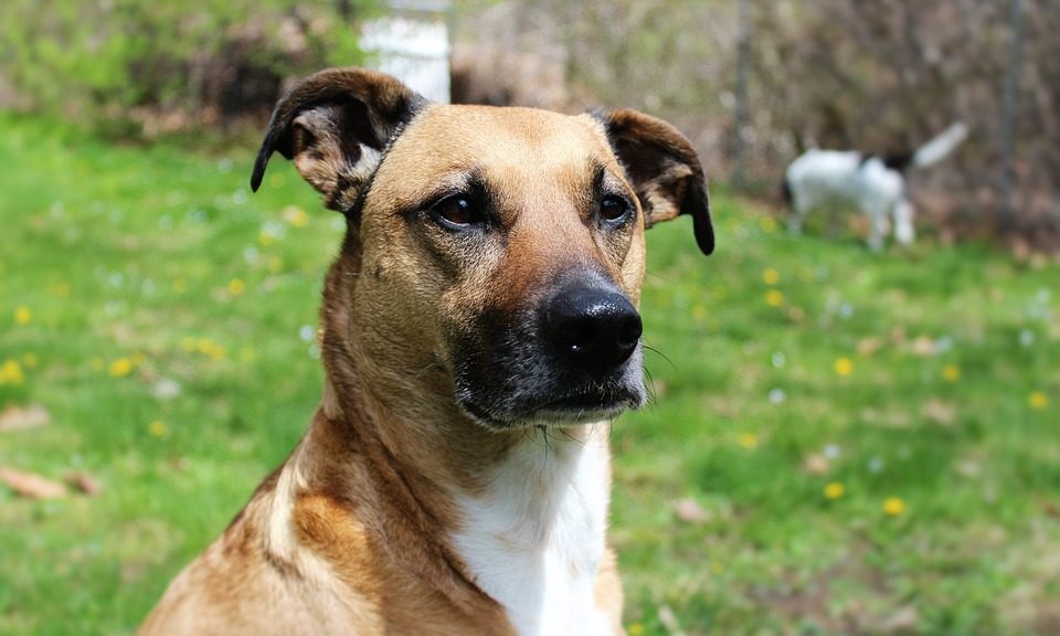 Battersea encourages people to rescue animals based on personality, not looks