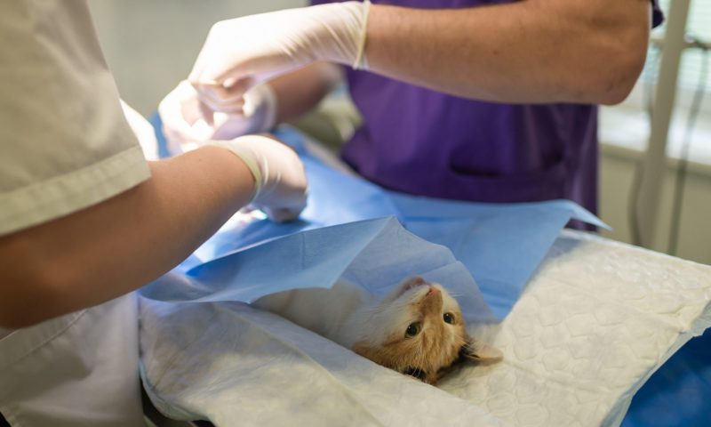 RCVS and VCI sign ‘historic’ mutual recognition agreement