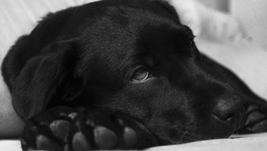 Third of pet owners lie about taking time off to nurse sick pets
