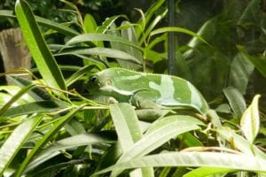 Why were plants so hard to grow in vivariums?