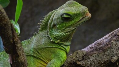 Why were plants so hard to grow in vivariums?