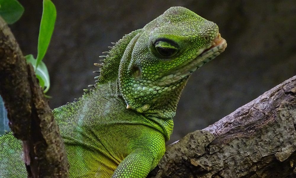 Why were plants so hard to grow in vivariums?