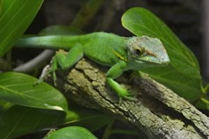 Why were plants so hard to grow in vivariums?