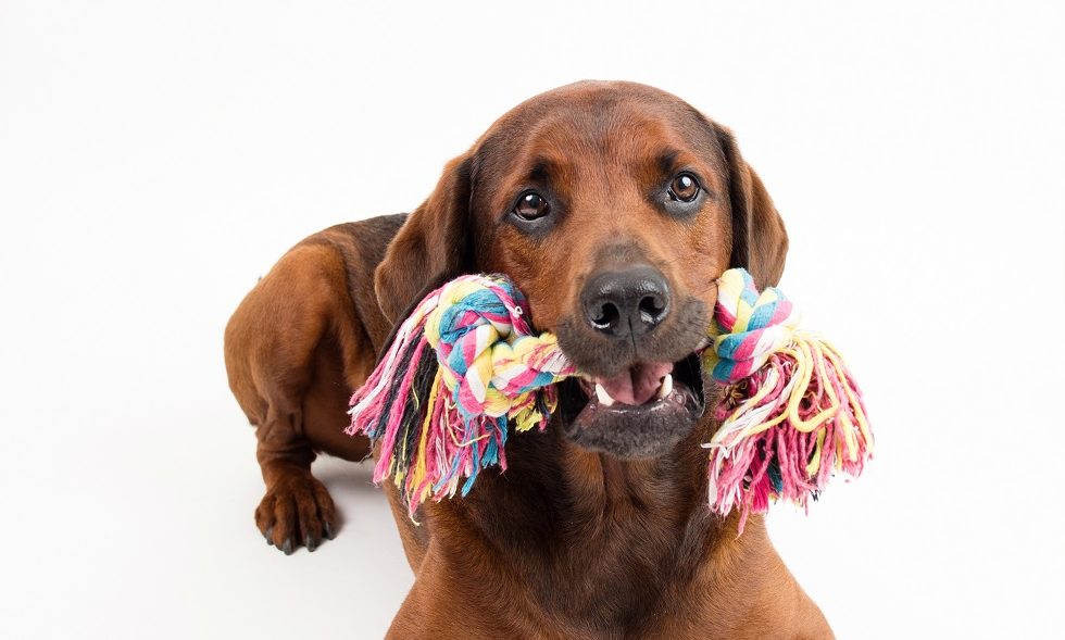 Pet owners guide to safe treats and chews for their pets