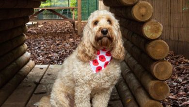 Pets at Home partners with The Royal British Legion