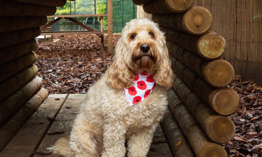 Pets at Home partners with The Royal British Legion