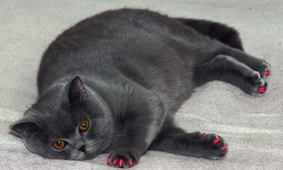 Most common pet insurance claims are a result of obesity, studies claim