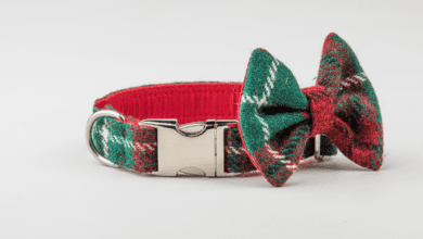 Collared Creatures launch Harris Tweed collars for dogs