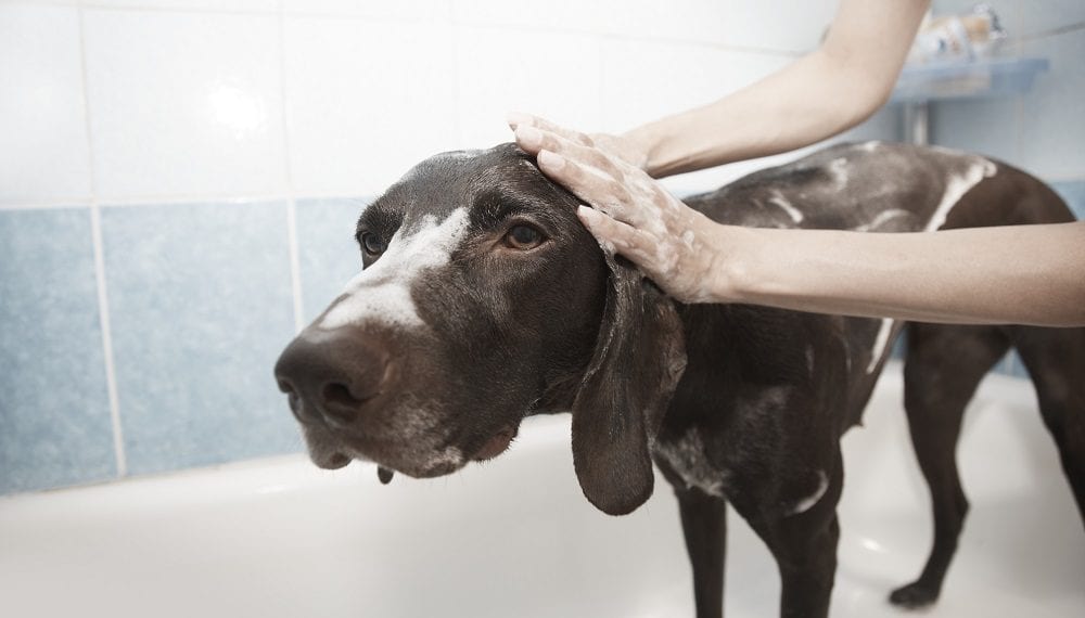 Helping puppies to get into the grooming groove