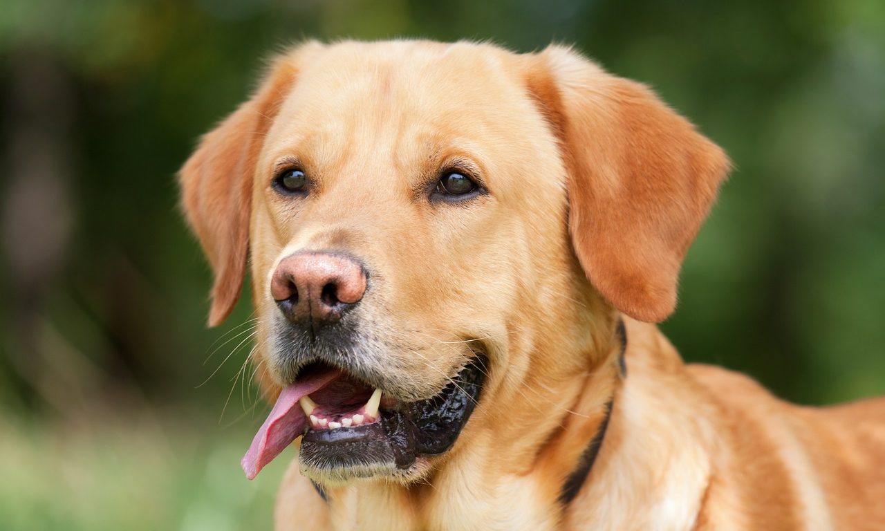 Labrador takes the lead in Britain’s top dog poll