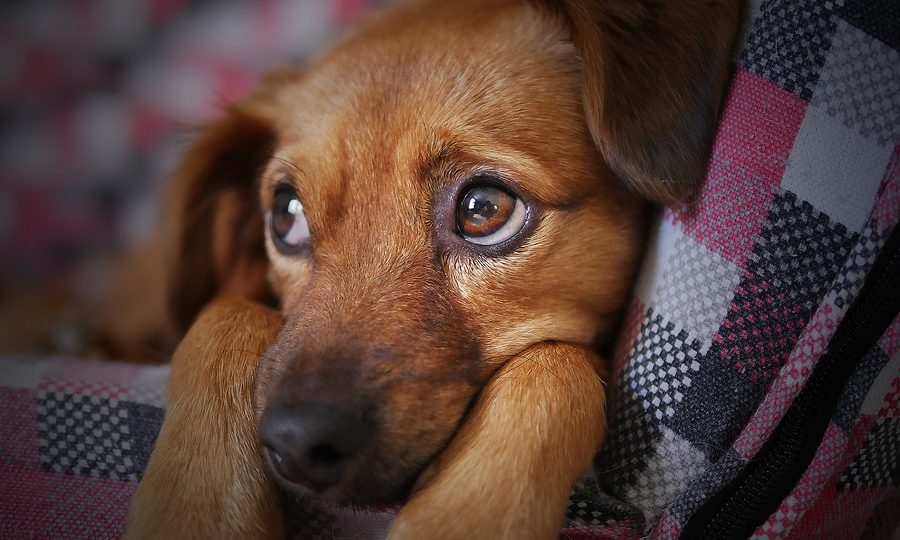 96% of pet owners think pets aren’t affected by carbon monoxide, study reveals